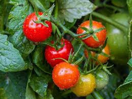Comment Bien Planter Ses Tomates Comment Planter Des Tomates Quand Planter Les Tomates Et Planter Des Tomates Cerises