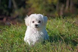 17 Small White Dog Breeds Little Light Colored Cuties