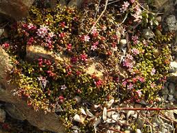 Image result for Galenia procumbens