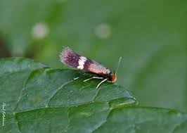 Image result for Stigmella continuella