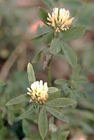 Image result for Trifolium wentzelianum