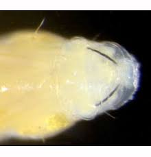 Image result for Stigmella anomalella