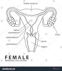 Female Reproductive System Diagram Unlabeled Beautiful Female Reproductive System Diag In 2020 Reproductive System Female Reproductive System Printable Label Templates