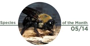 The common eastern carpenter bee, xylocopa virginica, is the carpenter bee most often encountered in the eastern united states. Species Of The Month May 2014 Eastern Carpenter Bee Forest Park Forever