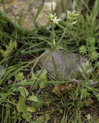 Image result for Cerastium glomeratum