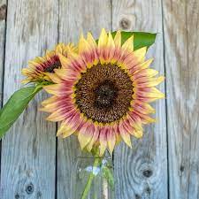 Strawberry Blonde Sunflower Pink Sunflowers Strawberry Plants Sunflower