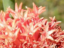 Image result for Kleinia abyssinica