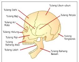 Tak hanya itu, rangka jenis ini juga berfungsi membentuk tubuh manusia agar bisa berdiri kokoh. Kerangka Manusia Fungsi Bagian Bagian Rangka Serta Penjelasannya Tubuh Manusia Manusia Tulang Tengkorak