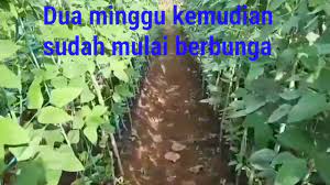 Cara menanam kacang panjang panduan pemula mulai dari semai bibit,media tanam bagaimana cara membudidayakan tanaman kacang panjang ini? Menanam Kacang Panjang Dalam Polybag Youtube