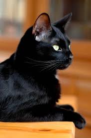 De Toutes Les Couleurs Chat Fou Chats Et Chatons Jolis Chats