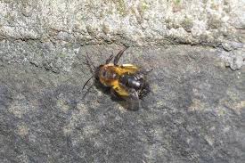 Hi, i have a brick patio that has mortar or leafcutter bees that i would like to either get rid of or highly discourage. Gareth Halfacree On Twitter Suggestions So Far Hairy Footed Flower Bee X2 Mortar Bee Mason Bee With The Suggestion To Mention Something About The Square For The Sake Of The Widow S Son And