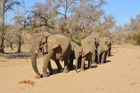 Elephants are intelligent, social and complex animals—and meeting all of their care requirements is a jumbo task. Natucate Blog African Elephants Natucate