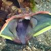 Ob es diesen fisch wirklich gibt und wenn ja woher er kommt. Https Encrypted Tbn0 Gstatic Com Images Q Tbn And9gctknnpkidjyve1y96rlqgdkek Kb2vi2isxfoo5 Rrkblbv Q8j Usqp Cau