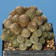 Image result for Clutia robusta