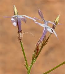 Image result for Anadelphia