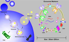 We did not find results for: Exosomes For Non Invasive Cancer Monitoring Kalishwaralal 2019 Biotechnology Journal Wiley Online Library