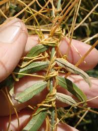Image result for Cuscuta abyssinica