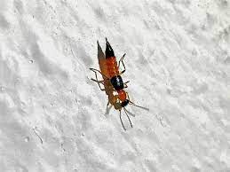 Semut charlie is on facebook. Charlie Ants Keep Returning To Condo The Star