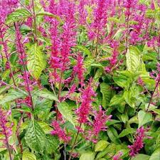 Image result for Odontonema callistachyum