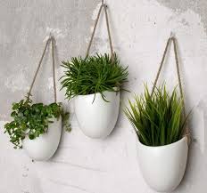 Por lo que la planta no puede sostenerse por sí misma y tiende a crecer al ras del suelo o desarrolla diferentes formas, como raicillas, que le permiten trepar por una superficie vertical, como la corteza de los árboles, en busca de luz. Las Mejores Ideas Para Decorar Tu Terraza O Jardin Sea Del Tamano Que Sea Hogar Y Jardin