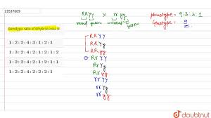 • alleles of genes assort independently, and can thus appear • combined, the overall ratio is 9:3:3:1. Genotypic Ratio Of Dihybrid Cross Is Youtube