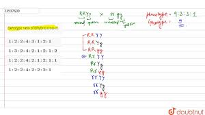 You will now calculate the phenotype ratio with the phenotypes from the punnett square. Genotypic Ratio Of Dihybrid Cross Is Youtube