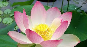 Green Thoughts Water Water Everywhere The Hydrophyte Guide To Lotus And Water Lily Cultivation And Care Part 1