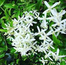 Green And White The Colours That Best Describe Ibnii Pristine Nature Peace And Tranquility In Abundance Theibnii Coorg Flo Eco Hotel Resort White Flowers