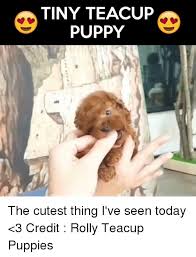 |published the term teacup puppy is usually an advertising gimmick to try and sell smaller than standard size. Tiny Teacup Puppy The Cutest Thing I Ve Seen Today 3 Credit Rolly Teacup Puppies Meme On Me Me