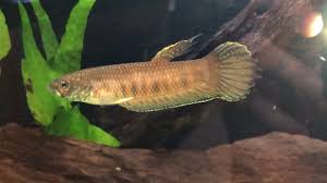 Betta Patoti Badak Video Betta Fish Tropical Fish Aquarium Betta