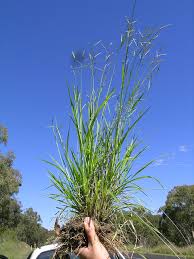 Image result for Eriochloa