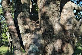 Image result for Pappea capensis