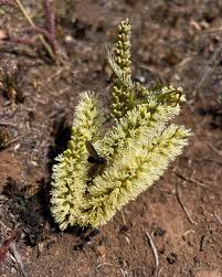 Image result for Chlorophytum galpinii