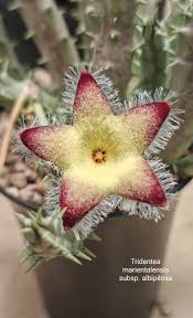 Image result for Tridentea