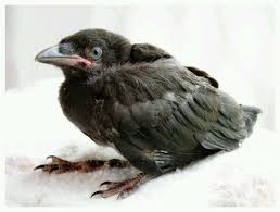 Birds That Start With An S Baby Crows And Ravens Start Out With Blue Eyes And Light Colored Beaks Which Darken As They Age Baby Crows Crow Raven