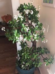Maybe you would like to learn more about one of these? Jade Tree Flowering Inherited It 6 Years Ago Went Through Some Suffering And Now First Time I Ve Gotten It To Bloom Gardening