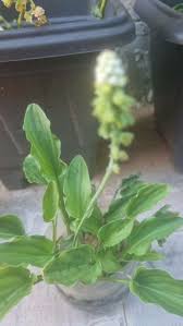 Image result for Drimiopsis maculata