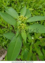 Image result for Euphorbia heterophylla