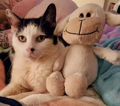 I would love to wish my beautiful, loving & caring furr daughter a very  very happy 12th Birthday. Enjoy your very special day babie. Mommy,daddy &  your sister love you sooooo much