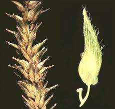 Image result for Sacciolepis indica