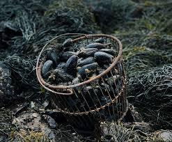 Image result for Paralytic Shellfish Poisoning