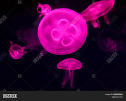 The moon jelly measures 3 inches tall x 5 inches wide available in other colors! Aurelia Aurita Called Image Photo Free Trial Bigstock