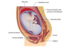 What Is Subchorionic Hematoma And Does It Harm Your Pregnancy