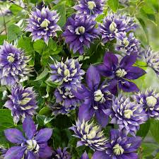 Great savings & free delivery / collection on many items. Buy Clematis Group 3 Clematis Taiga Pbr 27 99 Delivery By Crocus