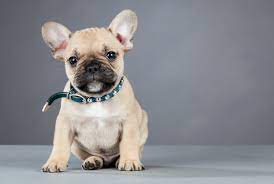 How big are french bulldogs? 11 Facts About French Bulldogs Mental Floss