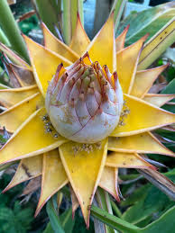 Image result for Cissus guerkeana