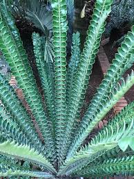 Image result for Cyathula natalensis