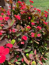 Image result for Euphorbiaceae