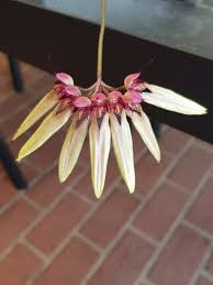 Image result for Bulbophyllum longiflorum