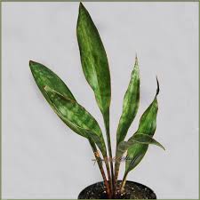 pin auf sansevieria